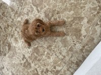 Dişi 50 günlük toy poodle