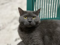 British shorthair kedimiz gümüş