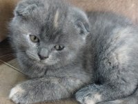 Dişi 3 aylık scottish fold