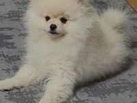 Pomeranian boo 4 aylık köpeğimiz