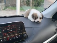 Toprağa Yuva arıyoruz terrier köpeğime