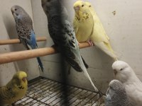 Jumbo ve Jumbo kırığı muhabbet kuşu yavrular