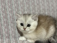En Tatlı Bebek Kediler Burada