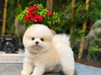 Pomeranian Köpeğimiz Sezar