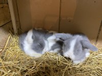 Sevimli Evcil Hollanda Lop Tavşanı Yavruları