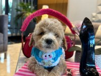Maltipoo oğlumuz Yoyo