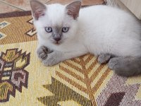 2 aylık british blue point yavru erkek kedim