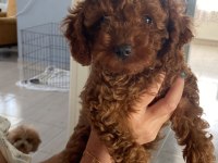 TOY POODLE KÖPEĞİ