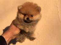 Ayı surat beyaz ve orange pomeranian köpekler