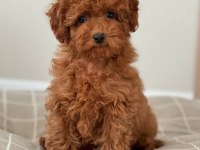 Toy Poodle Yavrular
