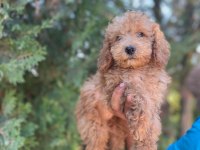 Orijinal Maltipoo Yavrular Randevu Alarak Bakabilirsiniz