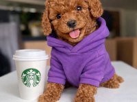 Tatlı Tadında Poodle Yavrular