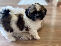 Anne altından saf kan shih tzu yavrular
