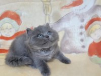 Oyuncu Yavru British Shorthair