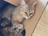 British shorthair kedilerim sahiplendirilecektir