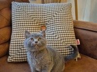 Oyuncu Ayı Surat British Shorthair