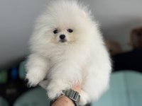 Tea cup kar beyaz pomeranian yavrumuz