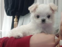 TEACUP KORE MALTESE SECERE BELGELİ