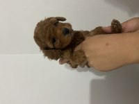 Has birinci kalite toy poodle