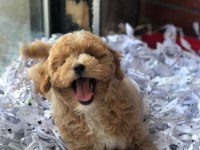 BAL KÜPÜ MALTİPOO MÜBAREK (uygun)