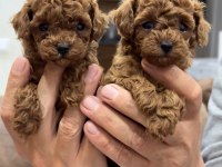 Minik Toy Poodle Bebekler