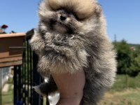 Orange Dişi Pomeranian Boo