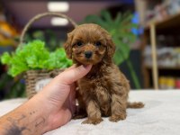 Orijinal Maltipoo Yavrular Kütahya