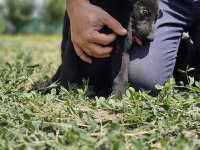 Irkının en iyisi Siyah Kurt Köpeğimiz
