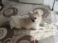Pomeranian kızımıza yuva arıyoruz