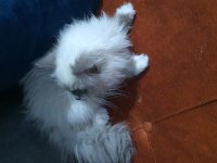 Ragdoll kedime yeni yuva arıyorum
