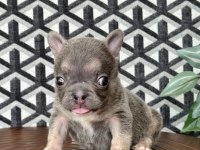 FLUFFY FRENCH BULLDOG DİŞİLER