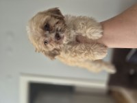 Maltipoo Yavrum 55 Gunluk