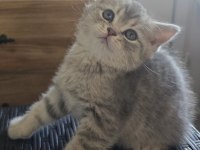 Yavrular British Longhair Silver Point Ve Gold