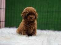 Toy poodle ailemize katılmak istemez misiniz