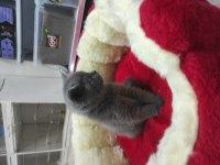 Kaliteli Scottish Fold Yavrular
