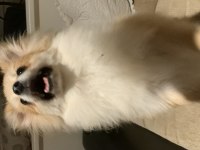 Ev Ortamına Alışkın Pomeranian Boo Yavrusu