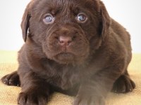 KIF Şecereli Çikolata Labrador Yavrular