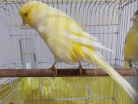 ORJİNAL SAFKAN LANKŞAYIR KANARYA 23 CM