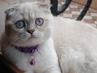 Kızımıza yuva arıyoruz scottish fold