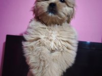 Kız ve erkek maltipoo