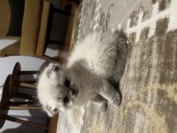 Kısa bacaklı Scottish Fold bebeğimiz