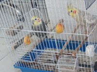 Takım Sultan Papağanı Esler
