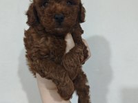 KENDİ KIZIMIN POODLE YAVRULARI
