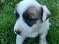 Border collie melezi sahiplendirme