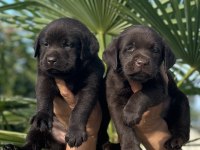 Labrador redriever sevimli yavrular ruhsatlı çiftlik 