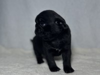 PUG (MOPS) A KALİTE IRK GARANTİLİ YAVRULAR