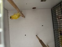 Sağlıklı Harz Roller Irkı Erkek Kanaryalar