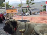 Orjinal Has Sivas Kangal