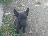 2 Aylık Yavru Köpekler