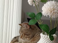 1 yaşında uysal british shorthair